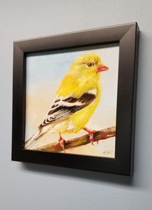 Goldfinch. Original oil painting Backyard bird art. 6×6. Canvas board.