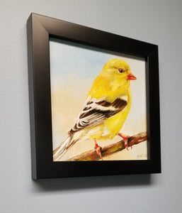 Goldfinch. Original oil painting Backyard bird art. 6×6. Canvas board.