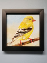 Load image into Gallery viewer, Goldfinch. Original oil painting Backyard bird art. 6×6. Canvas board.
